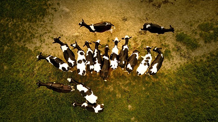A drone photo of goats grouping up