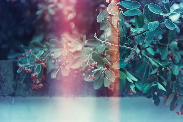 Photo of branches with light leaks