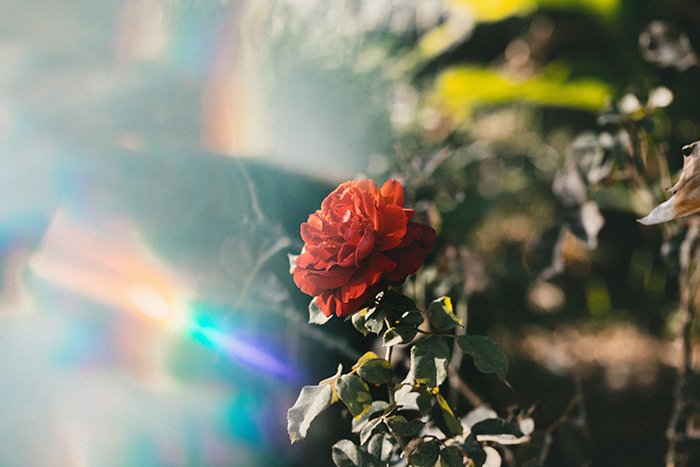 Photo of a red rose with light leaks