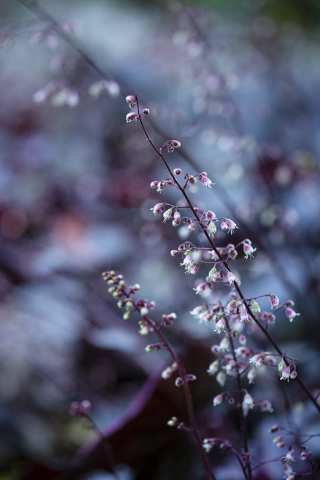 Photo of a branch with flowers in purple
