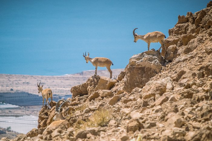 A wildlife shot of mountain goats 
