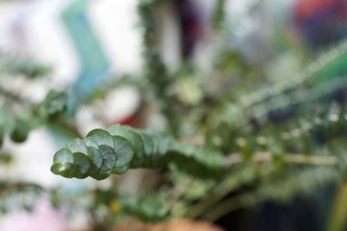 a close up of a plant shot with aperture of f1.2 