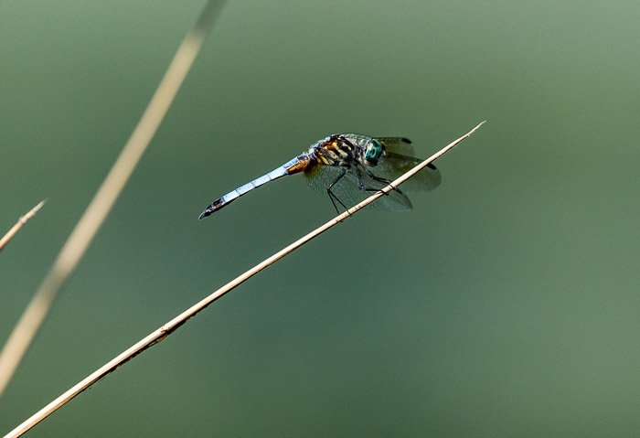 Close-up photo of a dragonfly