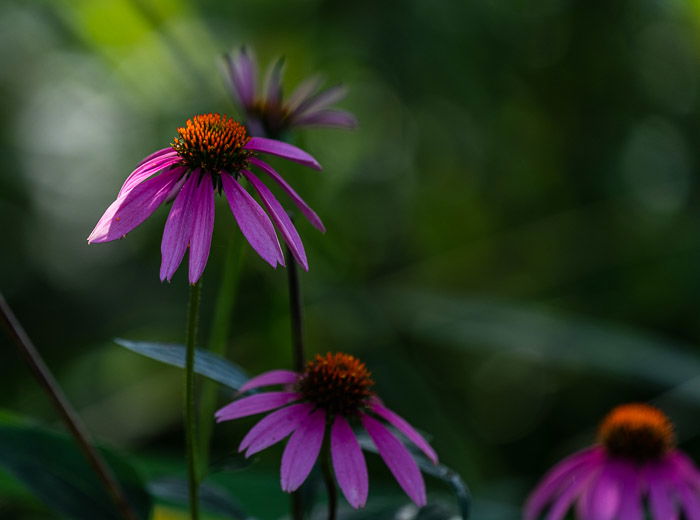 Close-up photo of purple flowers