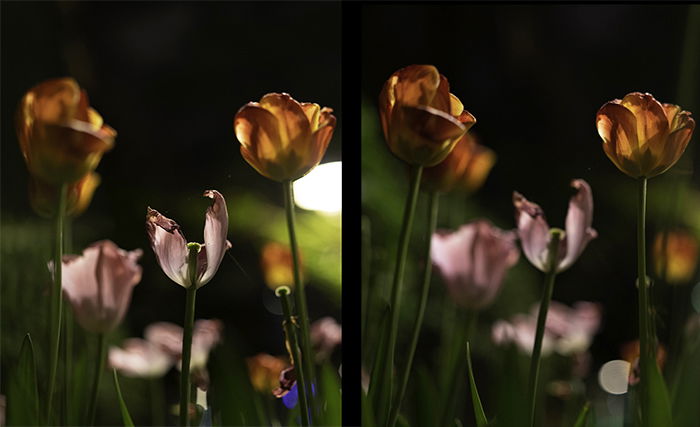 Photos of flowers with different focus