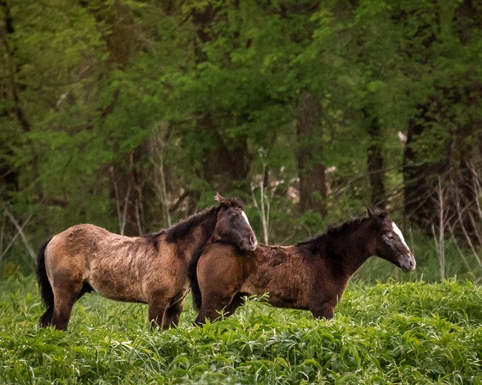 Close-up photo of wild horses in a forest