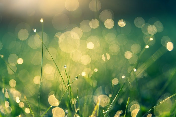 Photo of grass with waterdrops