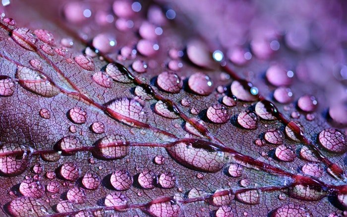Photo of a purple leaf with water drops