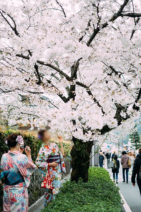 Japanese girls in traditional clothes under a cherry blossom tree
