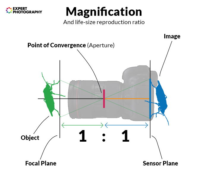 a diagram showing magnification and life-size reproduction ratio of a camera lens