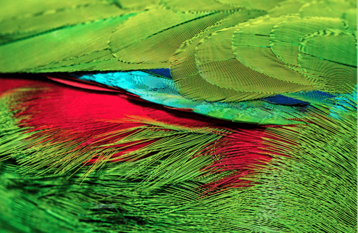 the brightly colored feathers of a tropical bird featuring moire effect 