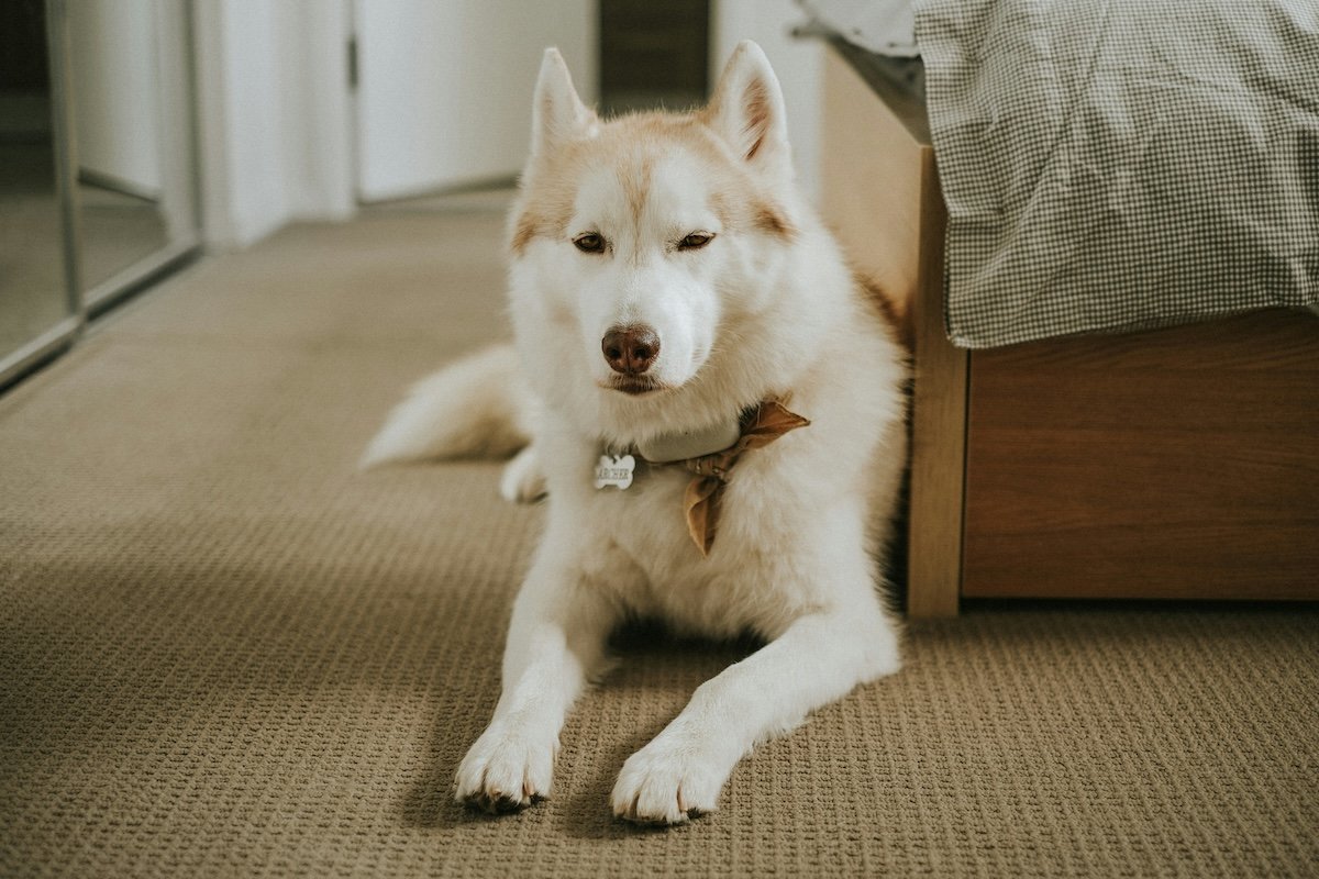 A Siberian Husky lying on all fours by a bed as ab example of natural editing photography style