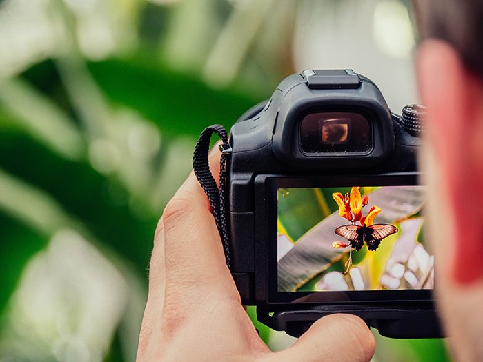 a photographer taking a photo of a butterfly with a DSLR 