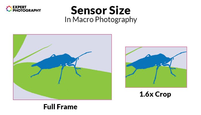 a diagram showing sensor size in macro photography 