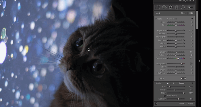 Screenshot of editing a photo of a cat in Lightroom