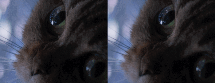 Two close-up photos of a cat