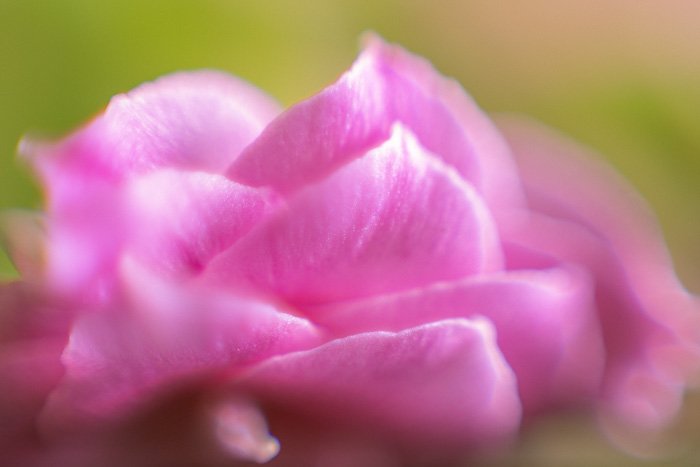 a pink flower shot with a macro bellows extended only to 40mm