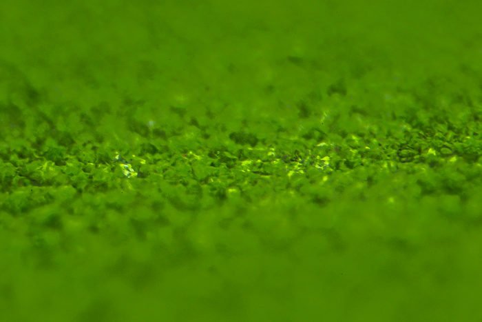 extreme close up of a leaf shot with a macro bellows