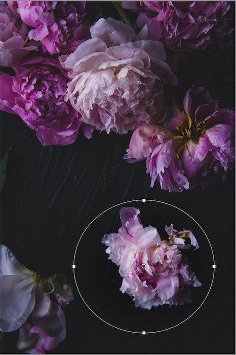 Screenshot of a Radial filter in Lightroom being used on a flower image