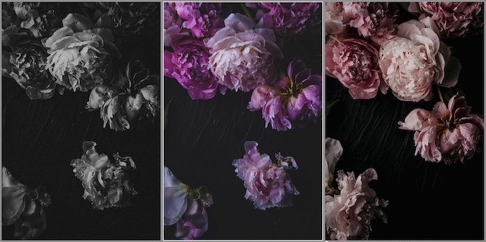 Comparison of three flower photos with different Lightroom presets