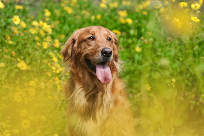 Photo of a dog outdoors