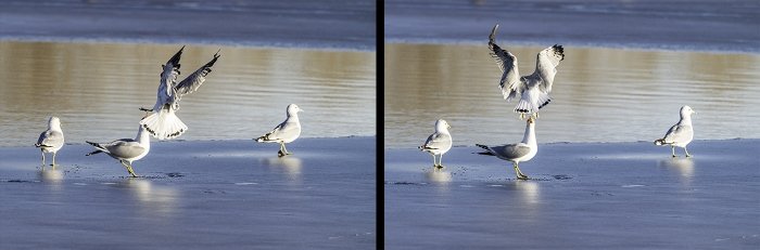 Two photos of seagulls fishing on a beach