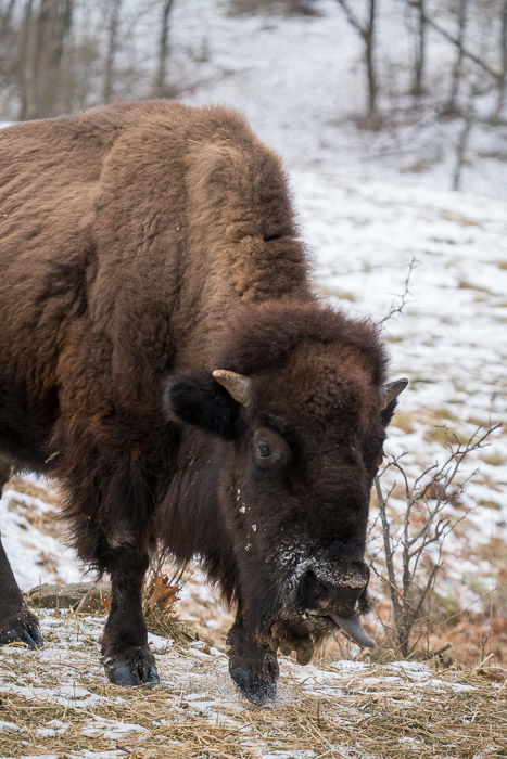 How to Choose the Best Wildlife Photography Gear - 18