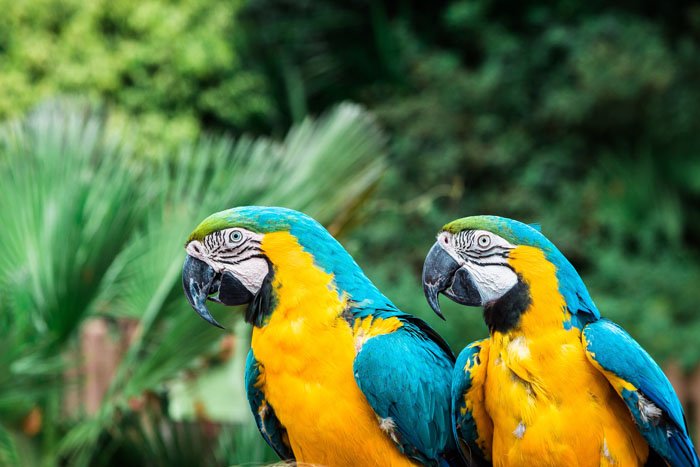 A portrait of two brightly colored macaw parrots
