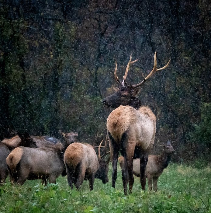Herd of elk shot using a camera bean bag