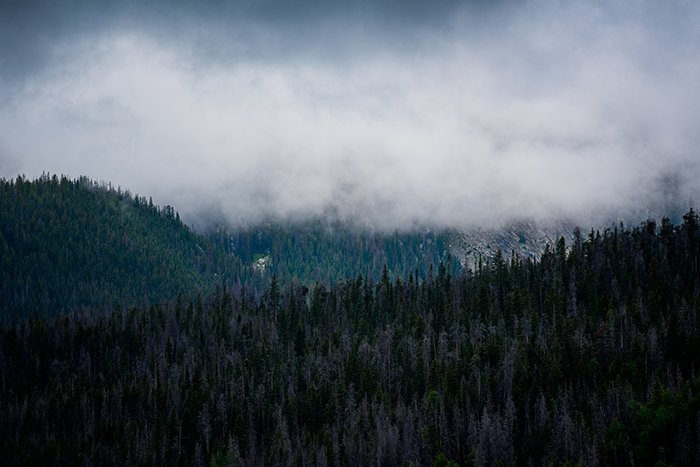 A dark, moody landscape of a forest covered by clouds 