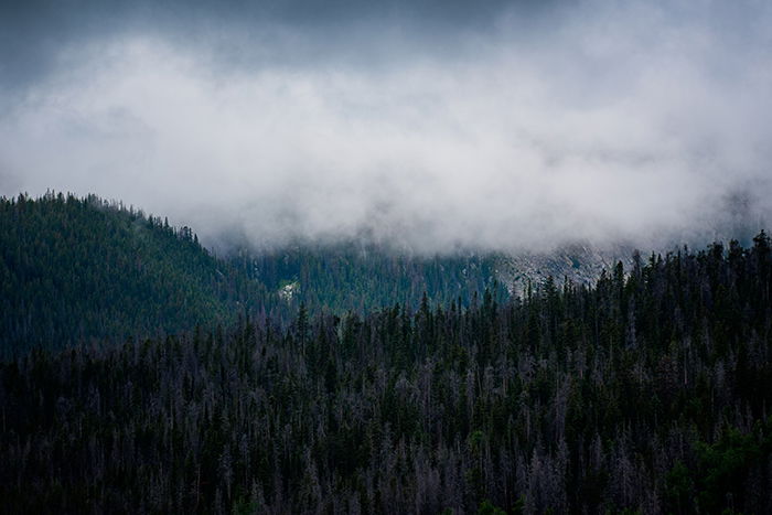 A dark, moody landscape of a forest covered by clouds 