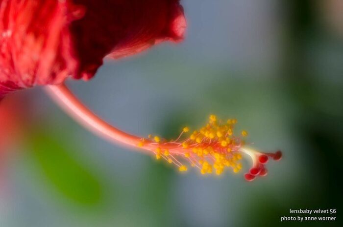 Photo of a red flower