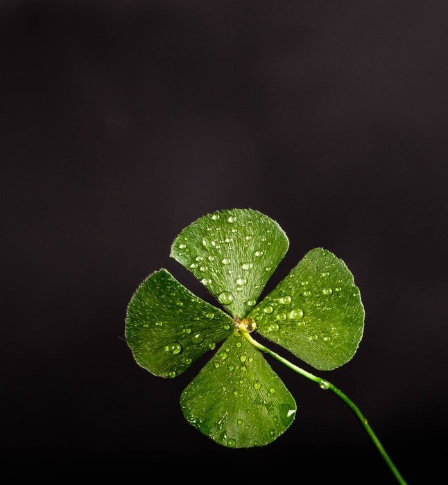 Macro photo of a green four-leaf clover