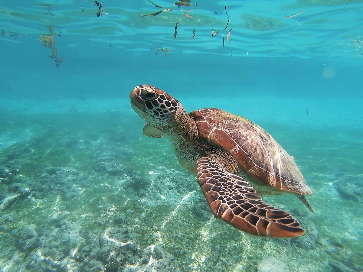 A turtle underwater as an example of GoPro photography