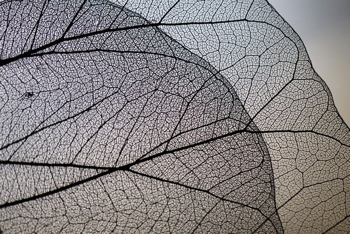 Macro photo of transparent leaves