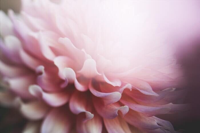 Macro photo of a pink flower