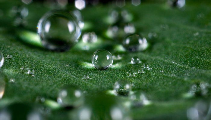 Drops of water falling onto a shiny green leaf.