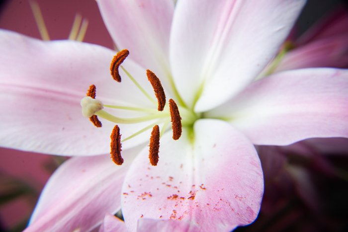 Close up photo of a pink flower taken with a close-up filter