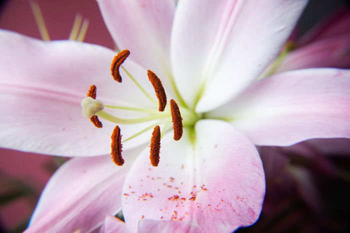 How to Use Macro Filters for Close Up Photography - 63