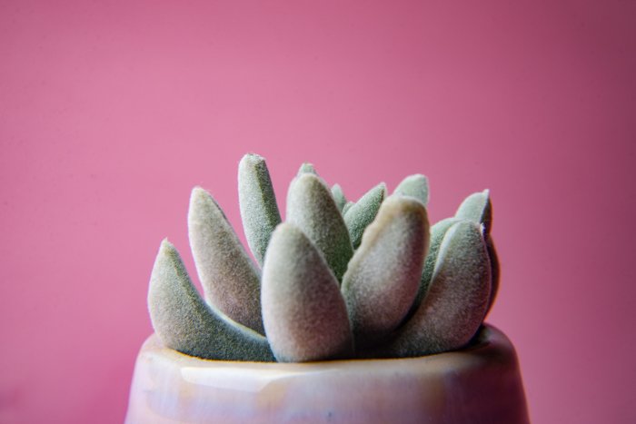 Close-up photo of a plant in front of a pink background