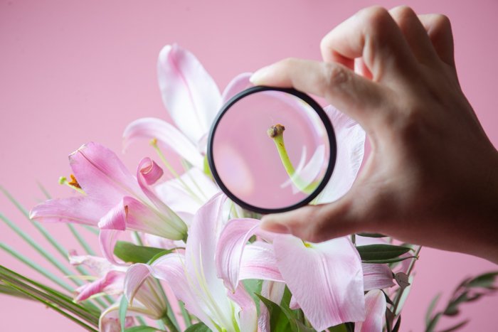 A hand holding a macro filter in front of a pink flower