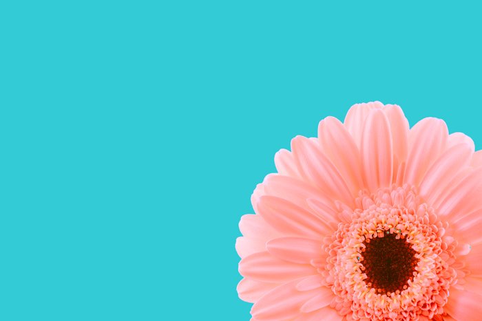 Photo of a pink flower with teal background