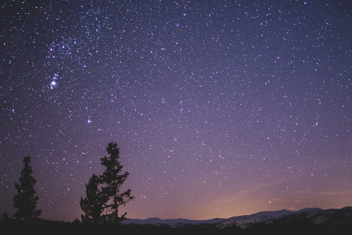 Trees silhouetted against starry night sky 