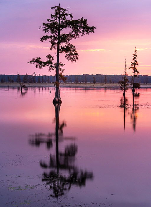 Serene view of trees over a lake at sunset