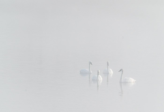 Four swans in a lake