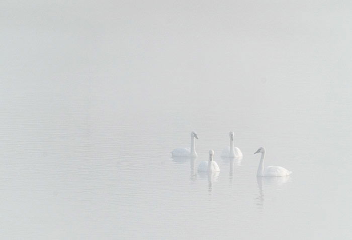 Four swans in a lake