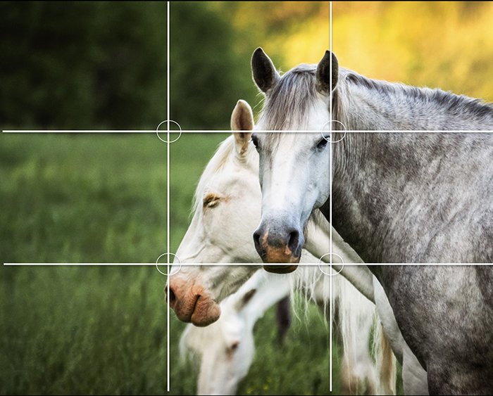 Horses in a field with the rule of thirds composition grid overlayed