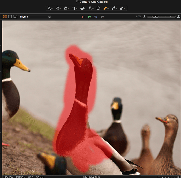 Screenshot of editing a photo of a duck with Capture One