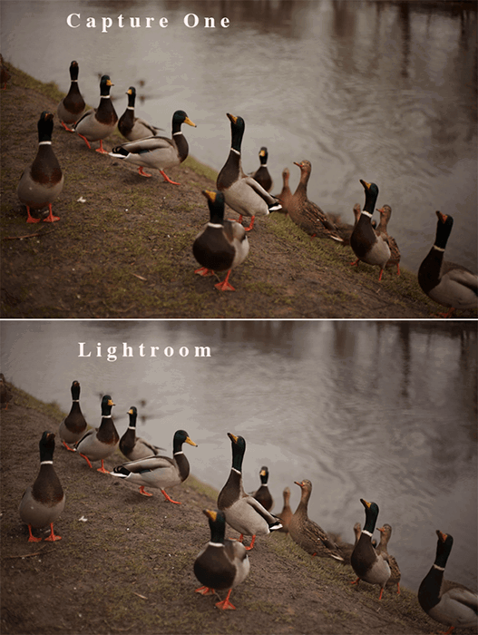 A diptych of the same photos of a group of ducks by a lake comparing Lightroom vs Capture One RAW image processing 