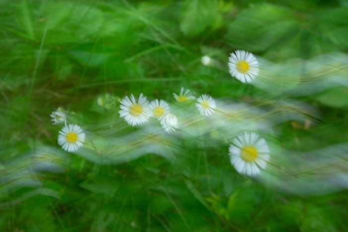blurry photo of daisies